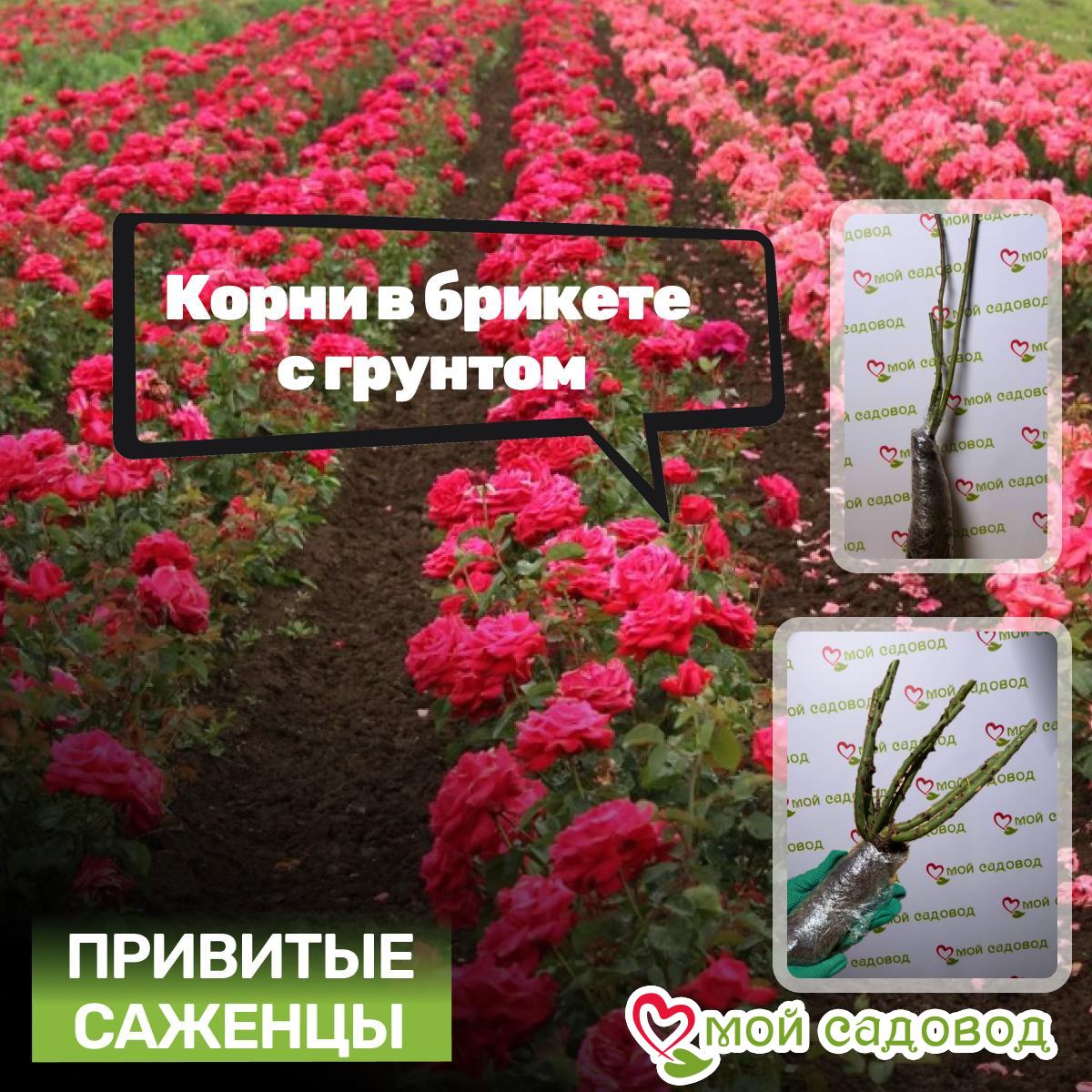 Роза Голден Вейл